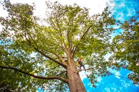 Best Tree Risk Assessment  in South San Francisco, CA