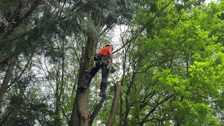 Best Hedge Trimming  in South San Francisco, CA