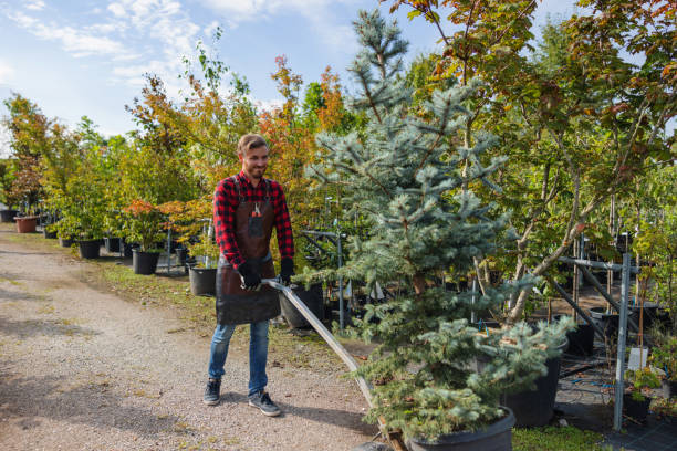 How Our Tree Care Process Works  in  South San Francisco, CA