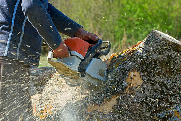 Best Tree Removal  in South San Francisco, CA